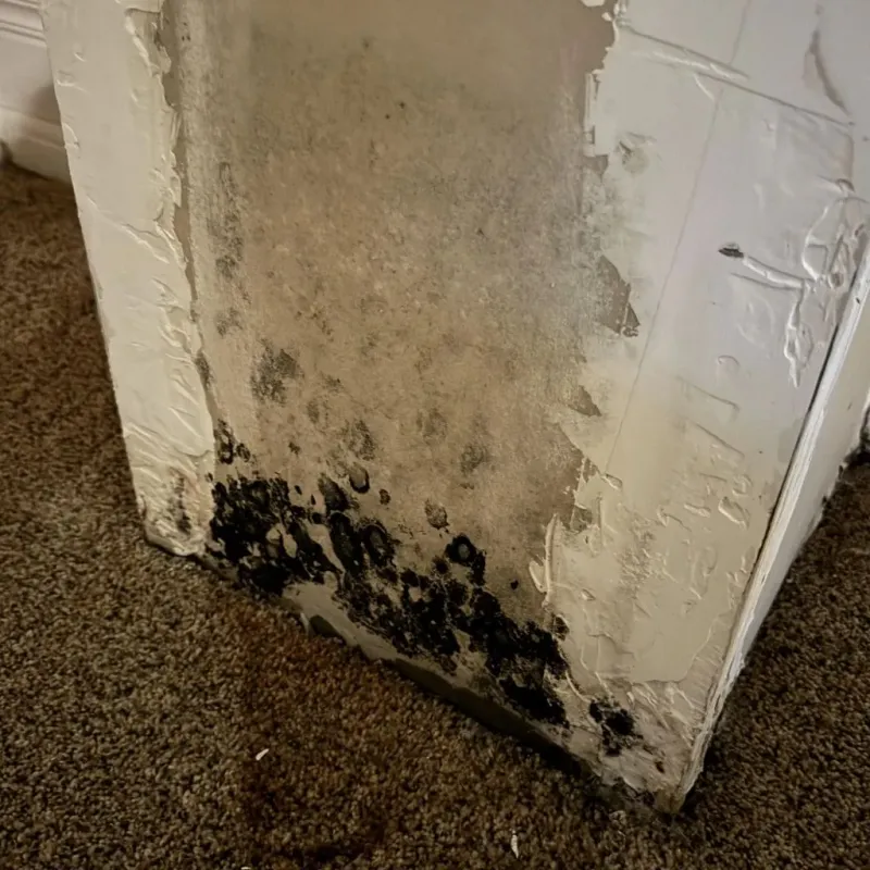 Professional Mold Removal in Hot Springs, AR